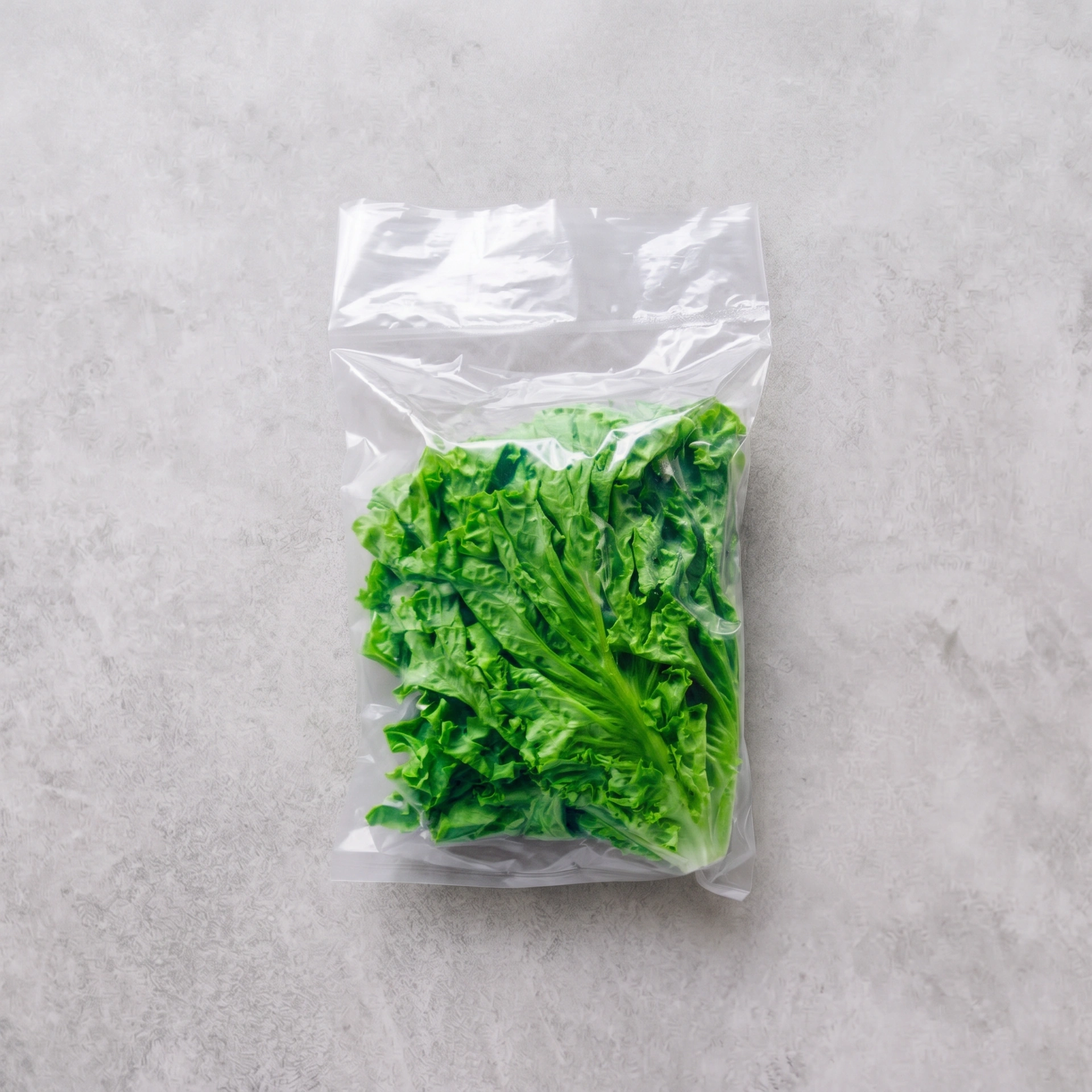 Green Curly Lettuce